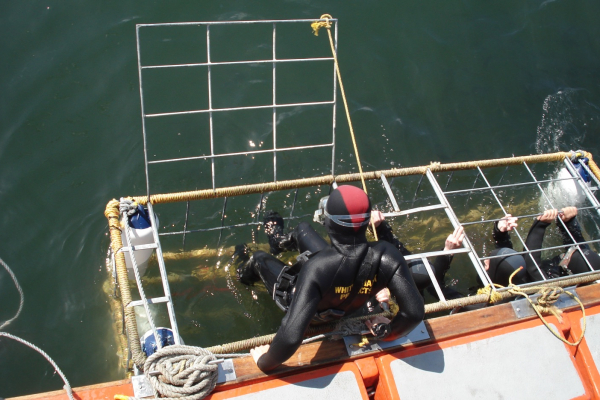 Great White Shark Diving in South Africa