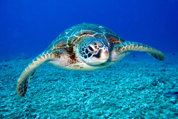 Sea turtle underwater