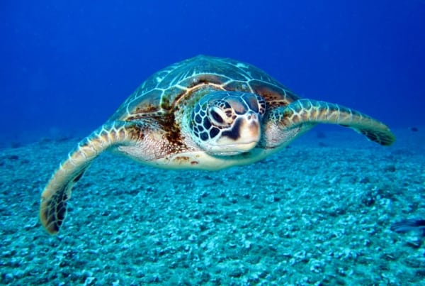 Sea turtle underwater