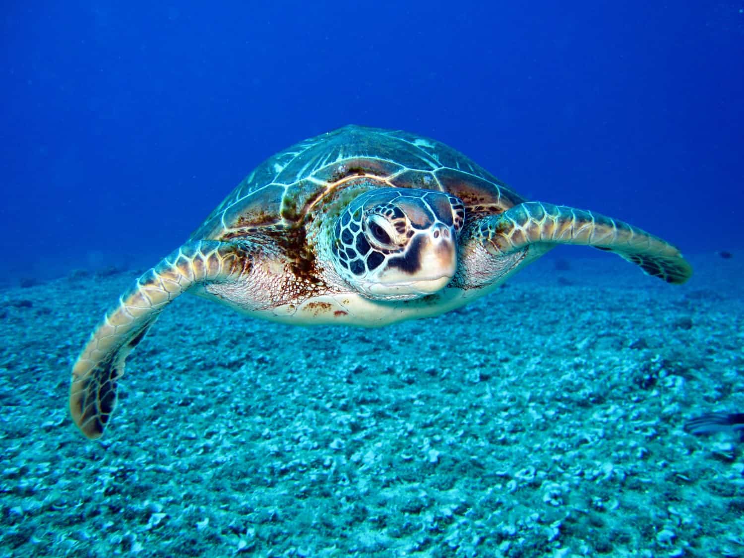 Sea turtle underwater