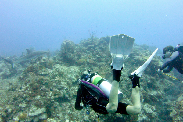 Divers with shark Cayman