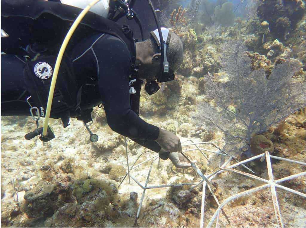 Coral fragments being outplanted onto a damaged reef