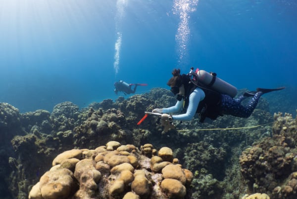 Diver checking out underwater