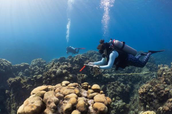 Diver checking out underwater