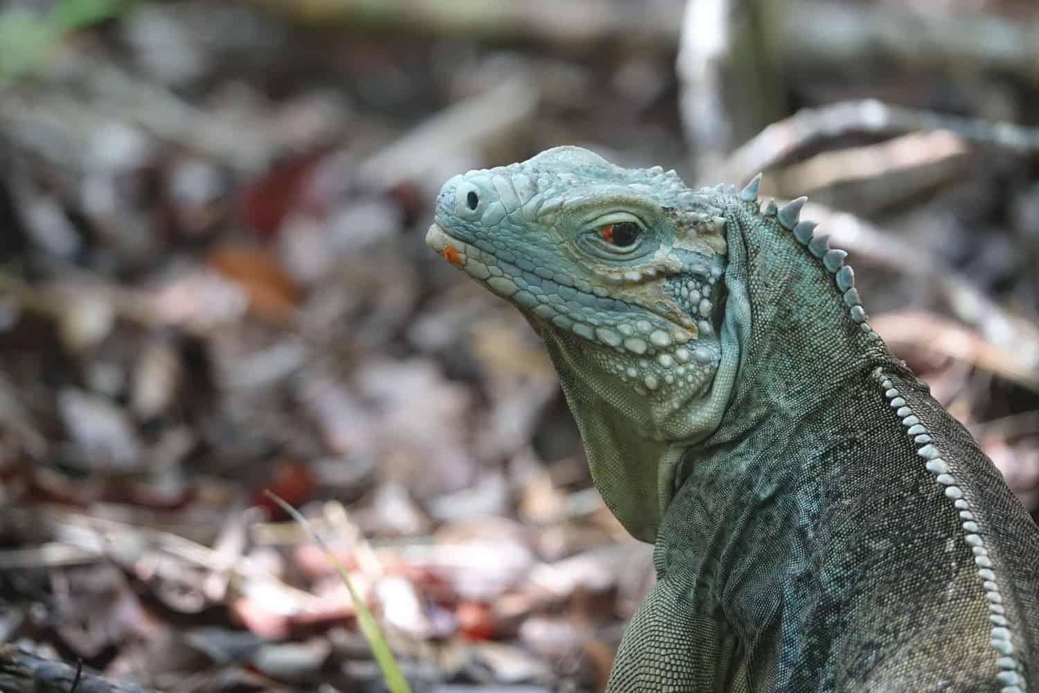 Sideview shot of blue iguana