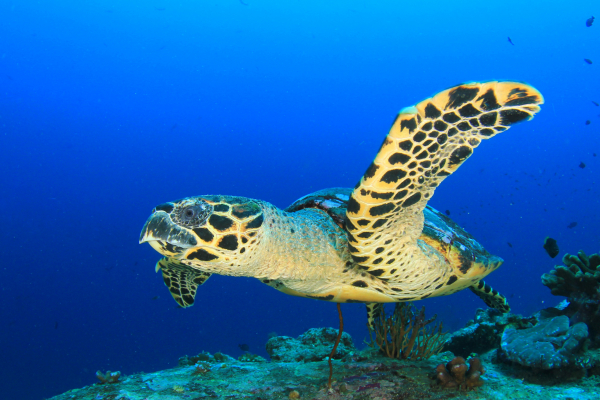 Sea Turtles in Cayman Islands