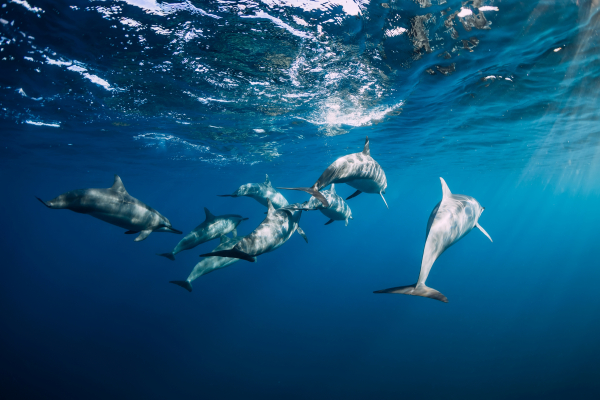 Dolphins Swimming in Cayman Islands