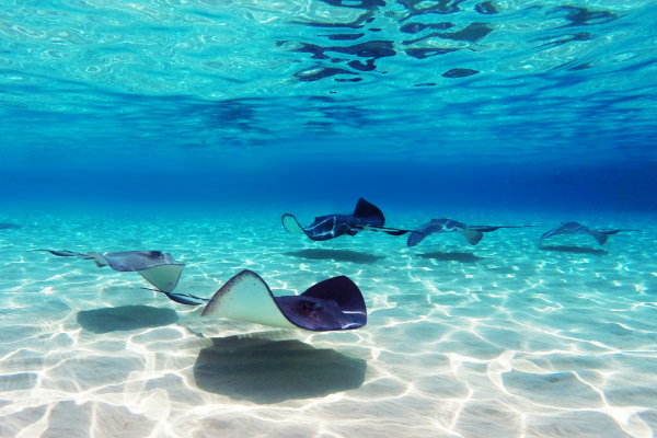 Stingrays,At,Stingray,City,In,Grand,Cayman,Islands