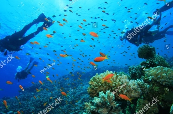 stock-photo-scuba-diving-on-a-coral-reef-with-tropical-fish-58727461