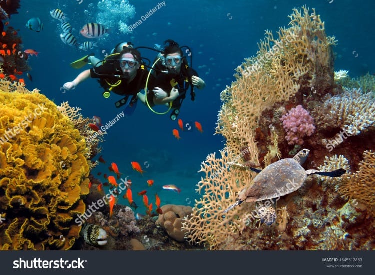 Divers snorkelling among coral and fish
