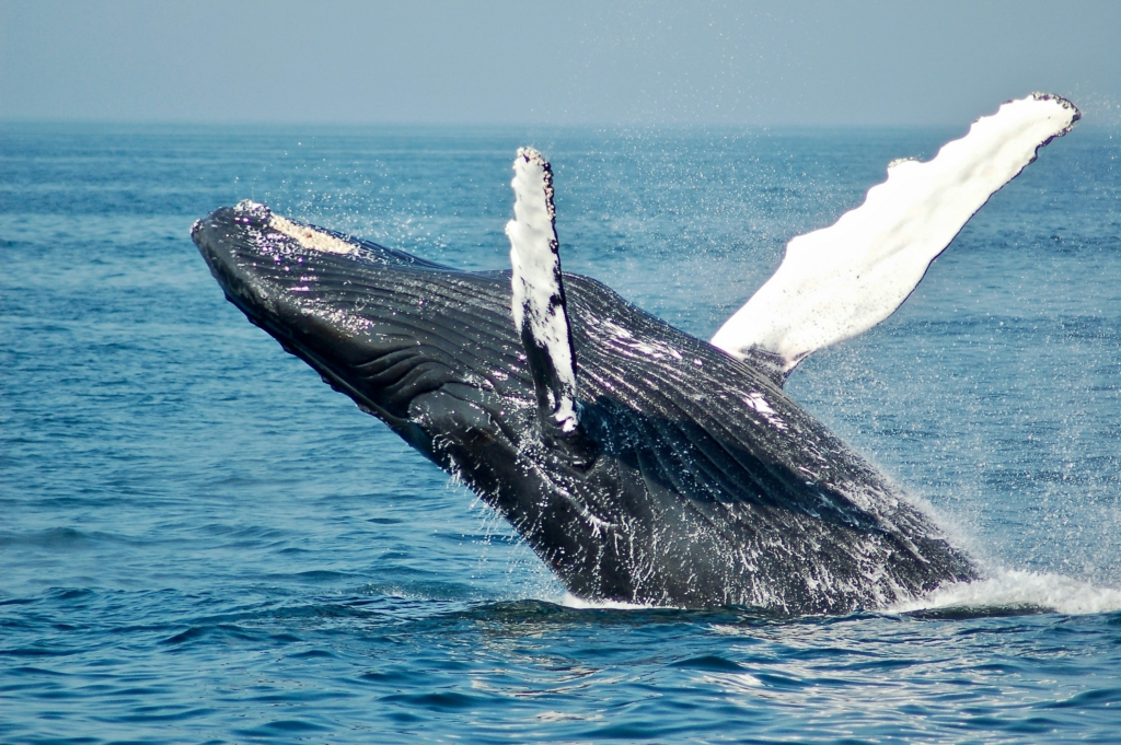 Humpback whale breaching in shallow coastal waters near Tofo on the Inhambane Peninsula, Mozambique