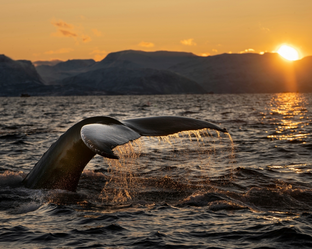 Humpback whale breaching at close range in open ocean during migration season off Mozambique
