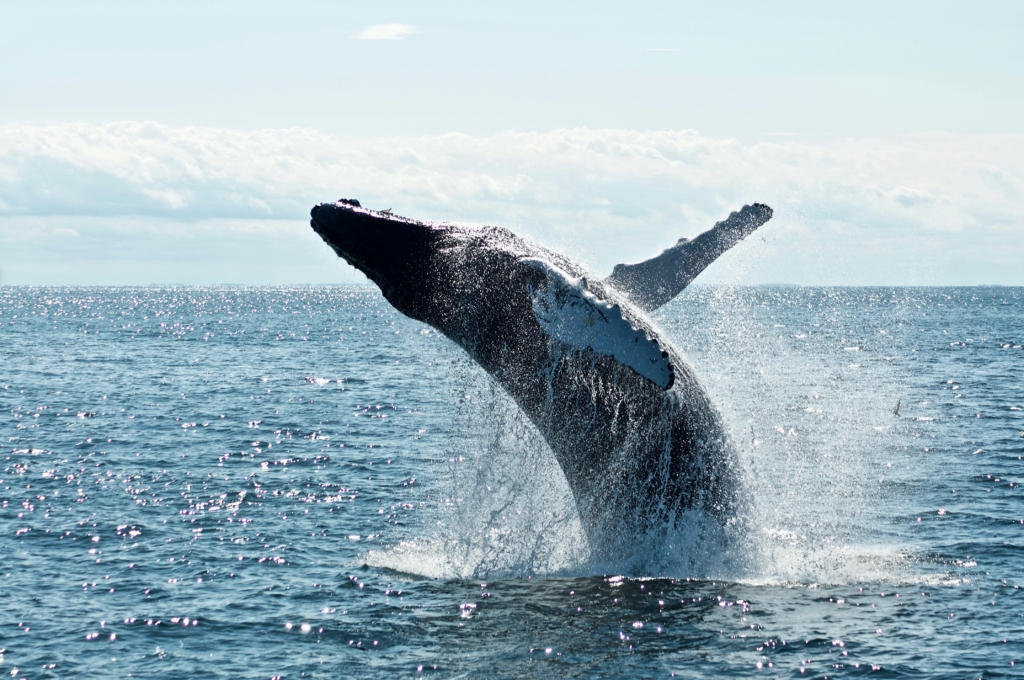 Humpback whale tail fluke raised above the ocean surface at golden hour sunset in Mozambique